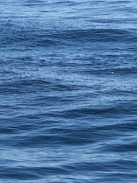 あみや渡船 JIGBOY 釣果