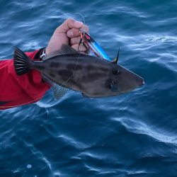 あみや渡船 JIGBOY 釣果