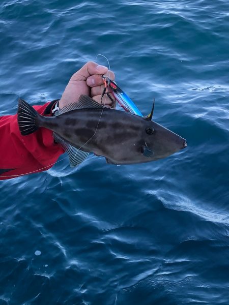 あみや渡船 JIGBOY 釣果