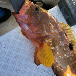 「LaGooN」蒼陽丸 日和号　 釣果