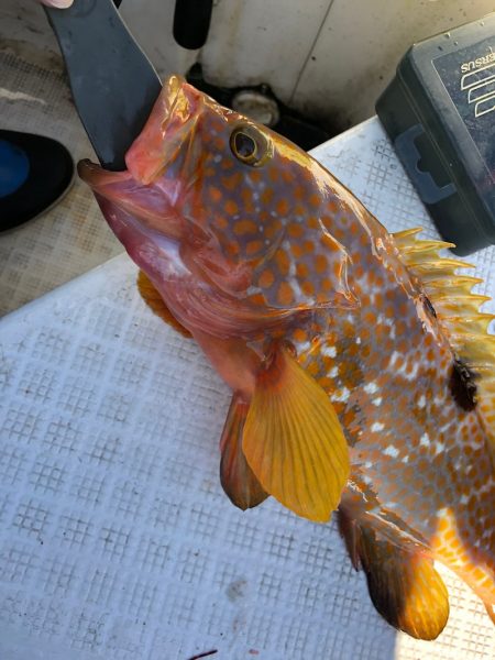 「LaGooN」蒼陽丸 日和号　 釣果