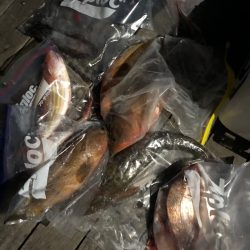 「LaGooN」蒼陽丸 日和号　 釣果