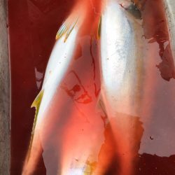 あみや渡船 JIGBOY 釣果