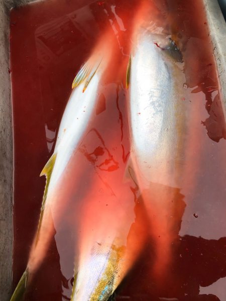 あみや渡船 JIGBOY 釣果