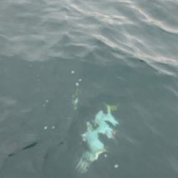 あみや渡船 JIGBOY 釣果