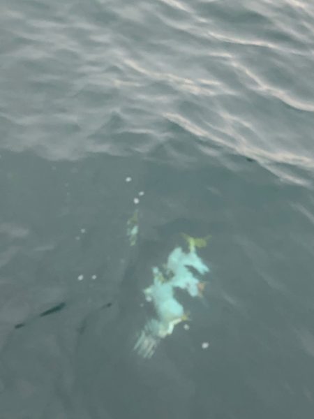 あみや渡船 JIGBOY 釣果