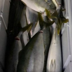 あみや渡船 JIGBOY 釣果