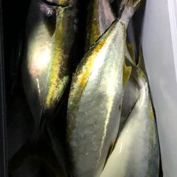 あみや渡船 JIGBOY 釣果