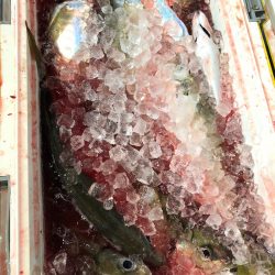 ＴＡＲＯＭＡＲＵ 釣果