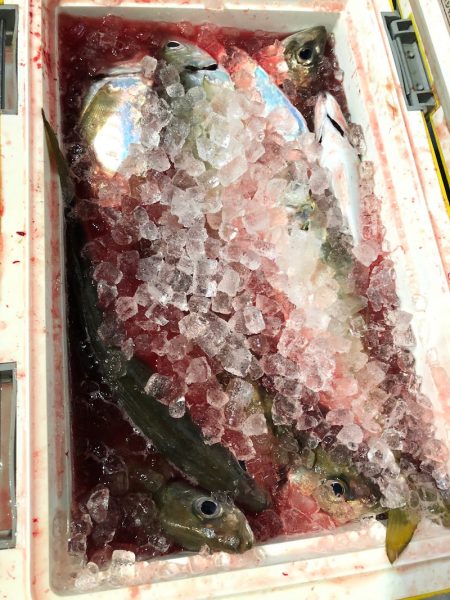 ＴＡＲＯＭＡＲＵ 釣果