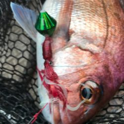 龍神丸（鹿児島） 釣果