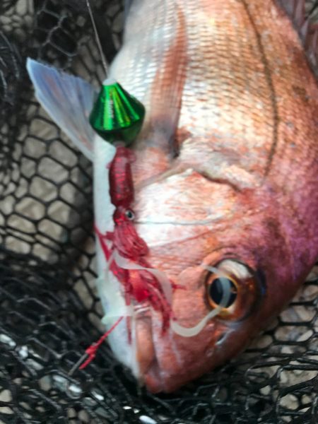 龍神丸（鹿児島） 釣果