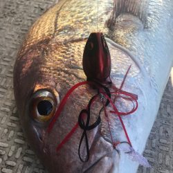 龍神丸（鹿児島） 釣果