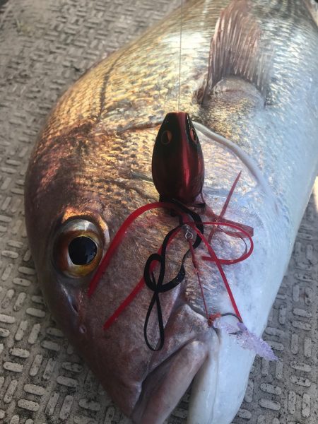 龍神丸（鹿児島） 釣果