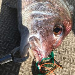 龍神丸（鹿児島） 釣果