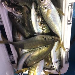 ヤザワ渡船 釣果