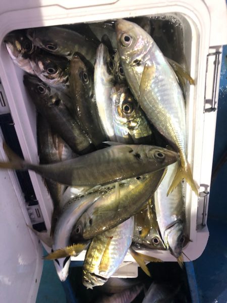 ヤザワ渡船 釣果