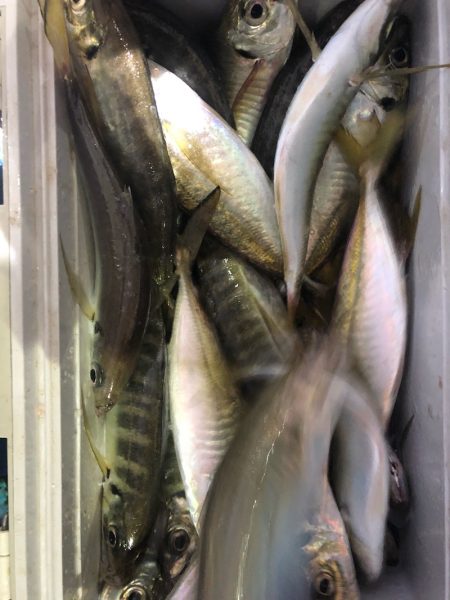 ヤザワ渡船 釣果