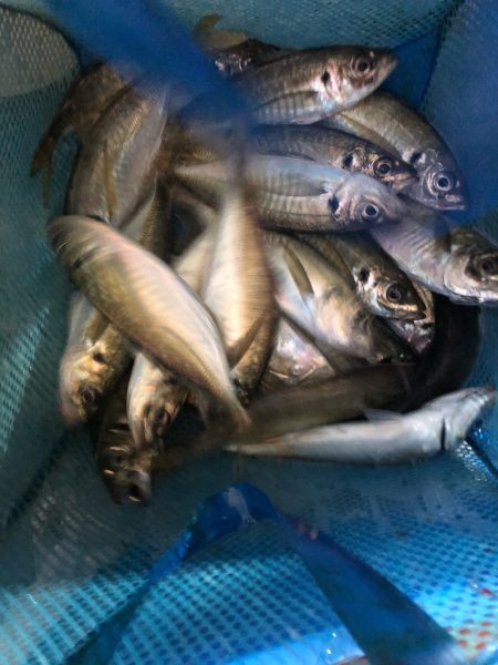 ヤザワ渡船 釣果