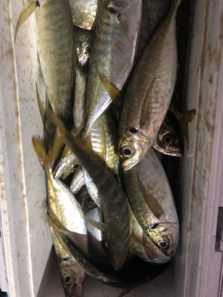 ヤザワ渡船 釣果