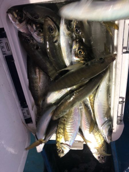 ヤザワ渡船 釣果