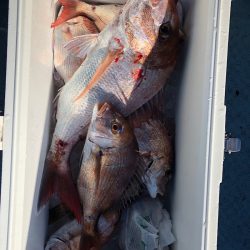 フィッシング キッタカ 釣果