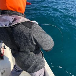 「LaGooN」蒼陽丸 日和号　 釣果