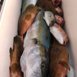 「LaGooN」蒼陽丸 日和号　 釣果