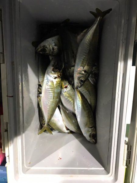 ヤザワ渡船 釣果