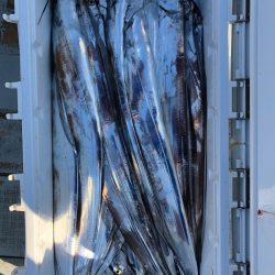 フィッシング キッタカ 釣果