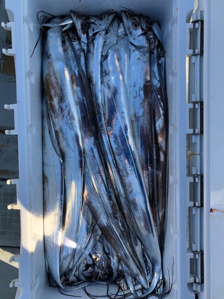 フィッシング キッタカ 釣果