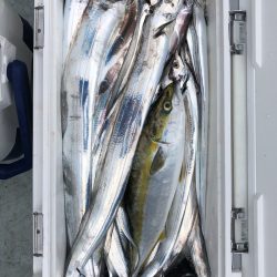 フィッシング キッタカ 釣果