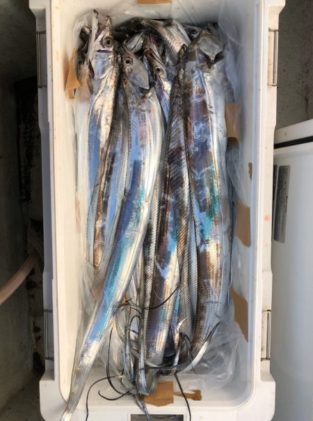 フィッシング キッタカ 釣果