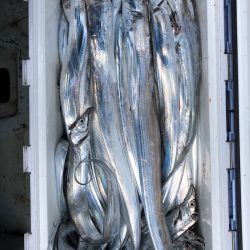 フィッシング キッタカ 釣果