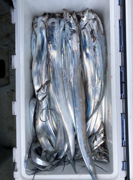 フィッシング キッタカ 釣果