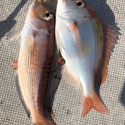 あみや渡船 JIGBOY 釣果