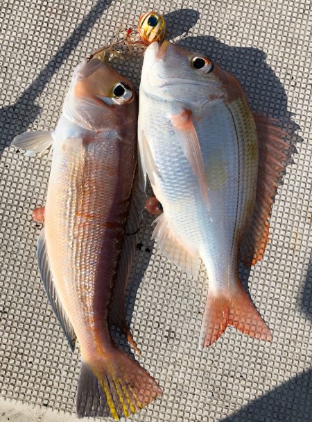 あみや渡船 JIGBOY 釣果