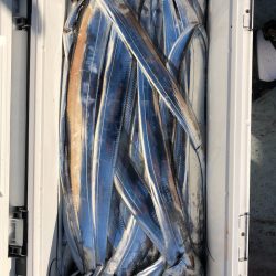 フィッシング キッタカ 釣果