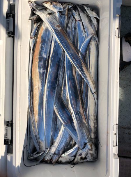 フィッシング キッタカ 釣果