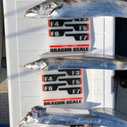 フィッシング キッタカ 釣果