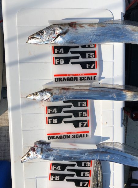 フィッシング キッタカ 釣果