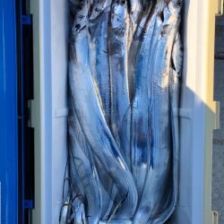 フィッシング キッタカ 釣果