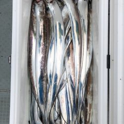 フィッシング キッタカ 釣果