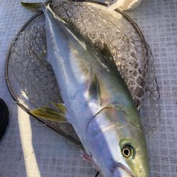 「LaGooN」蒼陽丸 日和号 釣果