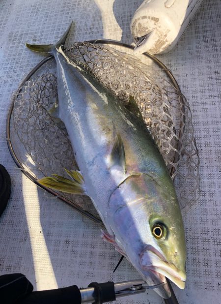 「LaGooN」蒼陽丸 日和号 釣果