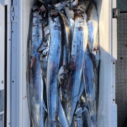 フィッシング キッタカ 釣果