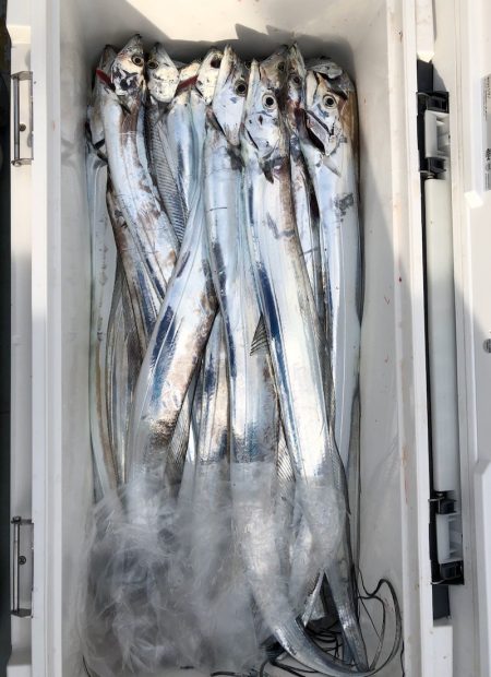 フィッシング キッタカ 釣果