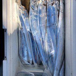 フィッシング　キッタカ 釣果