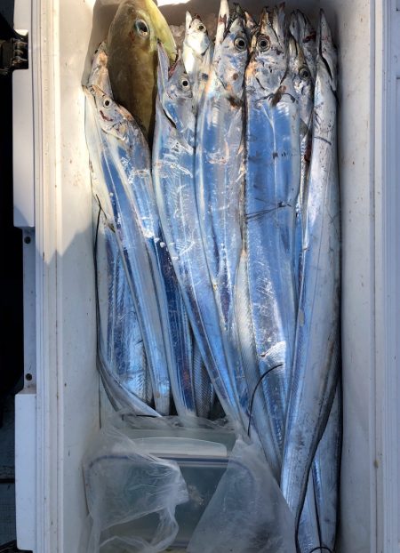 フィッシング　キッタカ 釣果