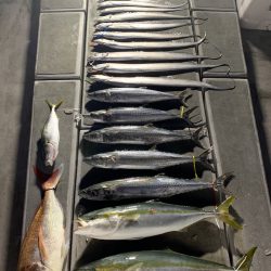 SeaRide(シーライド) 釣果